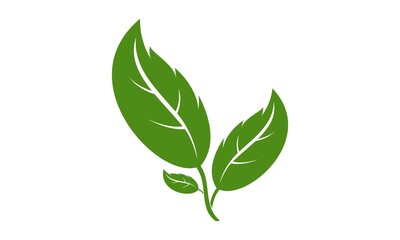 Plant illustration vector design