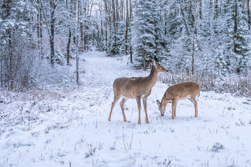 Doe and fawn are playing in snow	