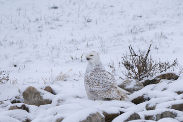 A Snowy owl marks time during the Winter of 2020 in Columbus, Ohio.