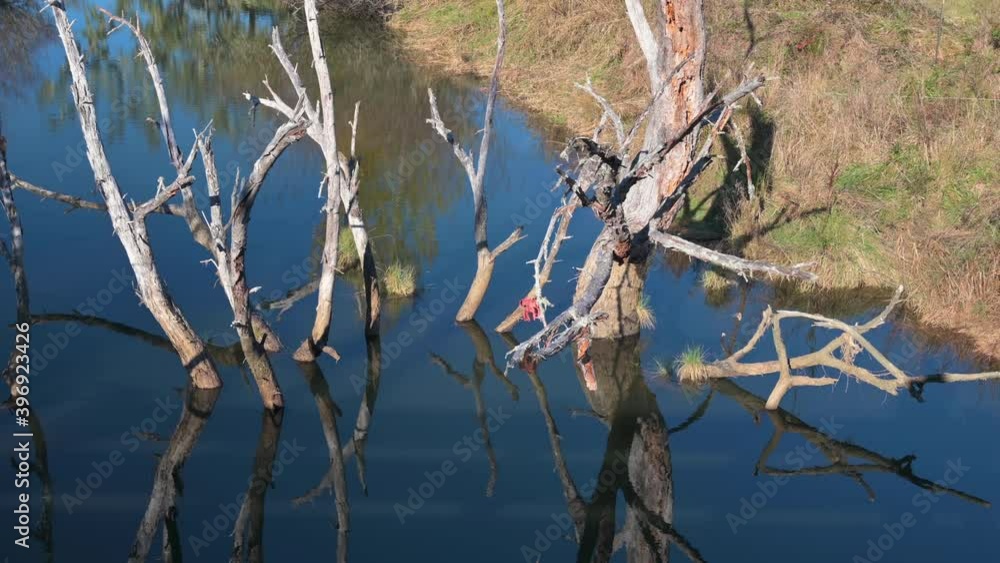 Poster bare tree branches submerged in calm water with reflections on a sunny day - zoom-out shot
