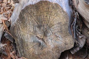 Tree Stump Close Up