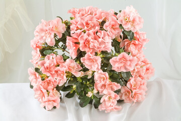 Flowers And Fabric