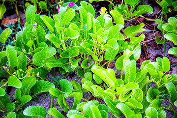 arena, playa, plantas marinas
