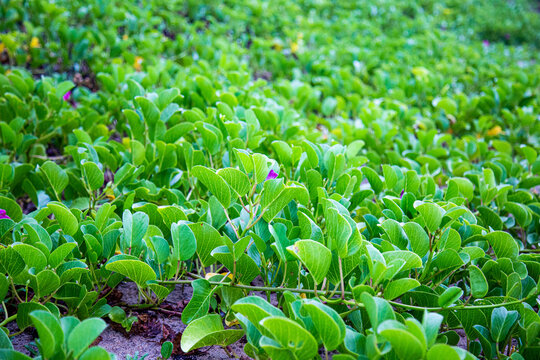 arena, playa, plantas marinas