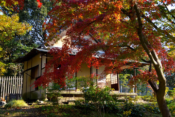 茶室の前にあるカエデが赤く色づいている風景
