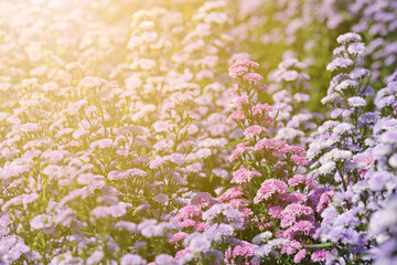 The margaret flower field in the garden with soft light at Chiang Mai, Thailand. Soft focus