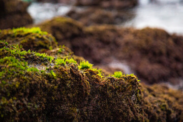 mar, oceano, playa, roca, verde 