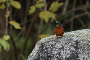 kingfisher on the rock