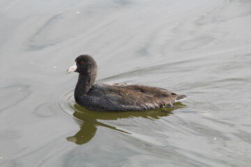 American Coot On The Water, Elk Island National Park, Alberta