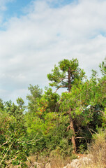 trees in the forest in northern Israel