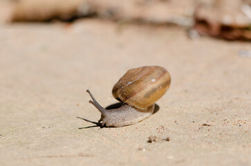 Snail closeup. Burgundy snail (Helix Roman snail edible snail escargot) on the rock .Helix promatia