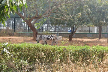 Zebra standing in a national park