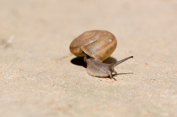 Helix pomatia also Roman snail, Burgundy snail, edible snail or escargot, is a species of large, edible, air-breathing land snail, a terrestrial pulmonate gastropod mollusk in the family Helicidae.