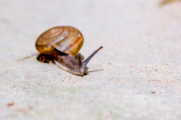 A series of photos (One day in the life of snails).Grape snail on a stone, on a blurred background.