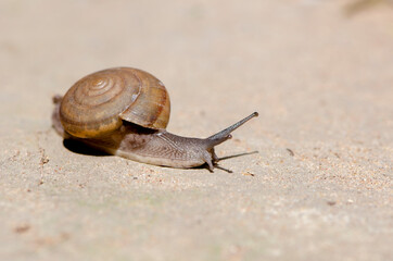 A series of photos (One day in the life of snails).Grape snail on a stone, on a blurred background.