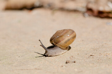 snail in shell crawling on road, summer day in garden