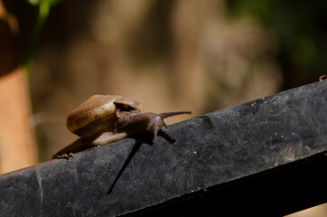 common names the Burgundy snail, Roman snail, edible snail or escargot, snail on blur background