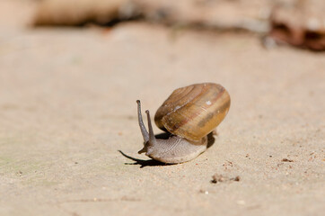 snail in shell crawling on road, summer day in garden