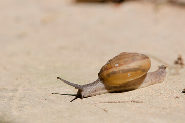 Snail on the rond in the garden. Snail gliding on the rock texture. Macro close-up blurred background. Short depth of focus. Latin name: Arianta arbustorum.