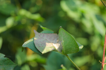 Disease on cotton leaf at cotton farm