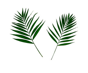 Palm Leaf isolated on white Backgrounds