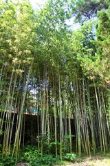 Obraz premium bamboo forest in the morning