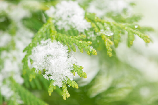 Snow-covered branch thuja. Snowfall. First snow. Snowing.