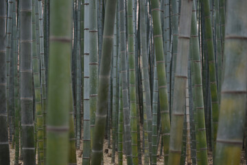 bamboo forest background
