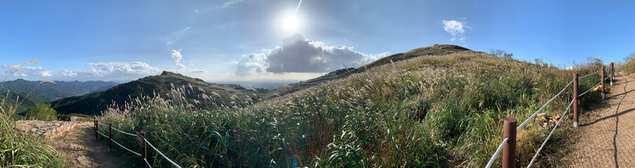 grass and sky