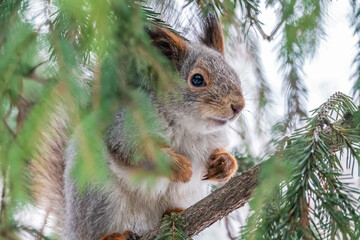 The squirrel sits on a fir branches in the winter or late autumn