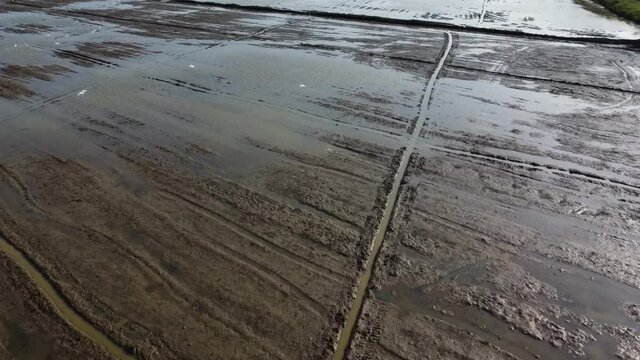 Landscape Of Watery Rice Fields Under Birds Flying In Battambang, Cambodia. - Drone, Sideways