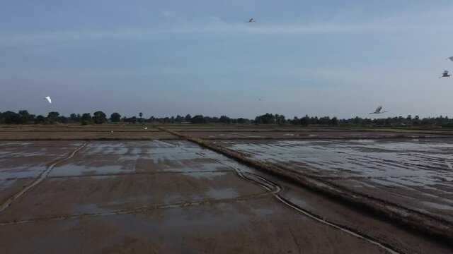 Flock Of White Birds Flying Over Wet Rice Fields In Battambang, Cambodia. - Aerial Shot