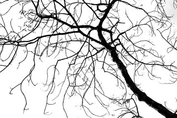 Fototapeta premium Fine art tree 1