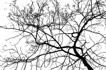 Fine art tree 2