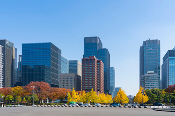 【東京都】都市風景 丸の内 行幸通りイチョウ並木