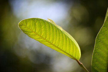 Fresh guava leaves in the garden