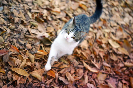 Photo of a cute hungry kitten in the autumn park