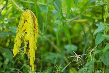 Damaged or dry papaya leaf