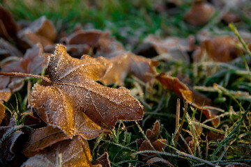 Texture of dried leaves in autumn