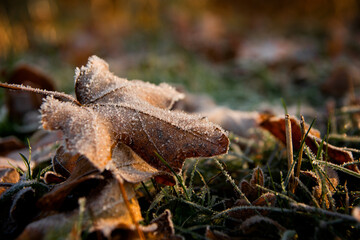 Texture of dried leaves in autumn