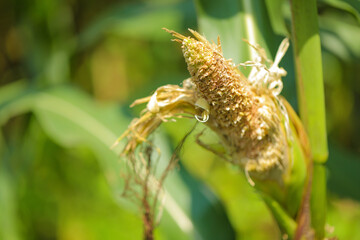 corn fruit after Small bird eating