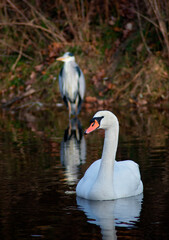 heron and swans in the river