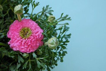 Ranunculus pink flower. Pink buttercups  on light blue background. Bright pink spring flowers.Beautiful delicate floral card with spring flowers.Floral background with  copy space. top view