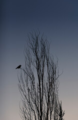 The crow sits on the branches of a tall tree.
