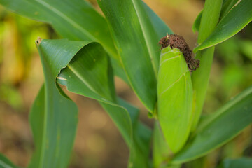 Fresh green Corn farm in india