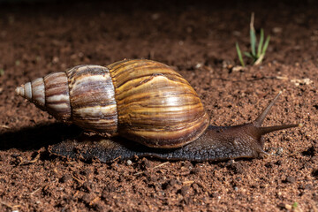 Snail walks at night in a garden in Brazil