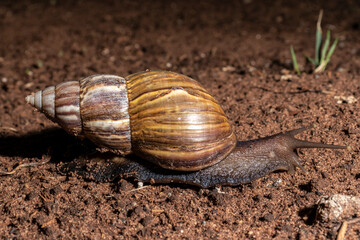 Snail walks at night in a garden in Brazil