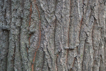 Fototapeta premium クヌギの木肌