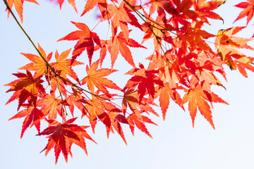 秋の陽射しに映える紅葉