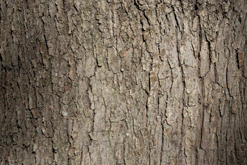 ハナノキの木肌